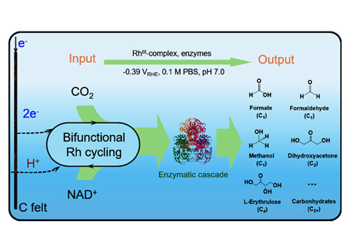 Bifunctional RhIII-complex catalyzed CO₂ reduction and NADH regeneration for direct bioelectrochemical synthesis of C₃ and C₄